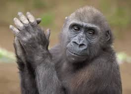 Con khỉ trưởng thành: Bạn sẽ rất thích bức ảnh này với hình ảnh một con khỉ trưởng thành đang nhìn trực tiếp vào ống kính. Khỉ trông rất dữ dội và nóng nảy, cho thấy tính cách đặc biệt của chúng. Đây sẽ là một trải nghiệm hấp dẫn và thú vị.