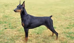 Doberman dog